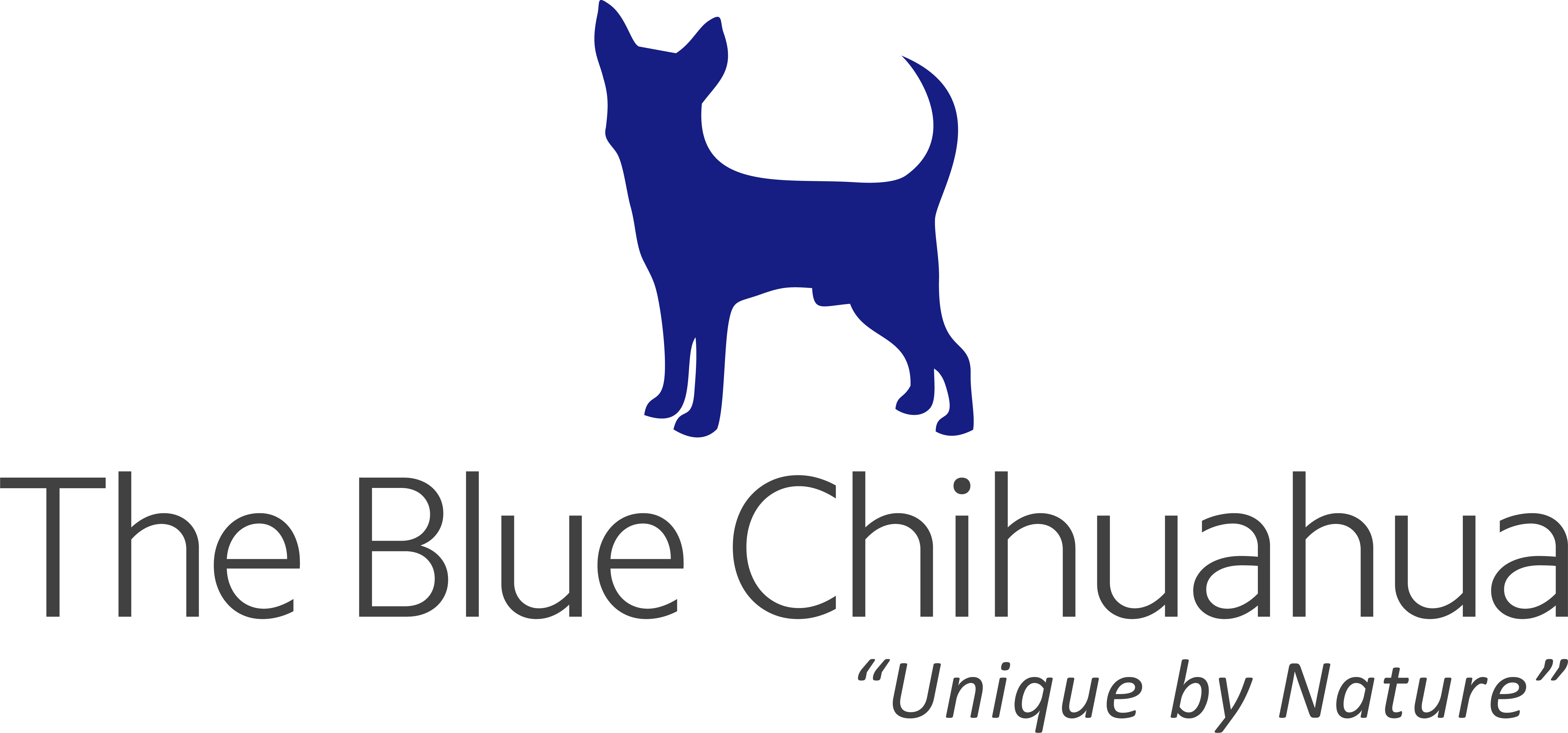 The Blue Chihuahua To Launch Website Soon, Prepares Massive Treasure Hunt For Users The Blue Chihuahua To Launch Website Soon, Prepares Massive Treasure Hunt For Users