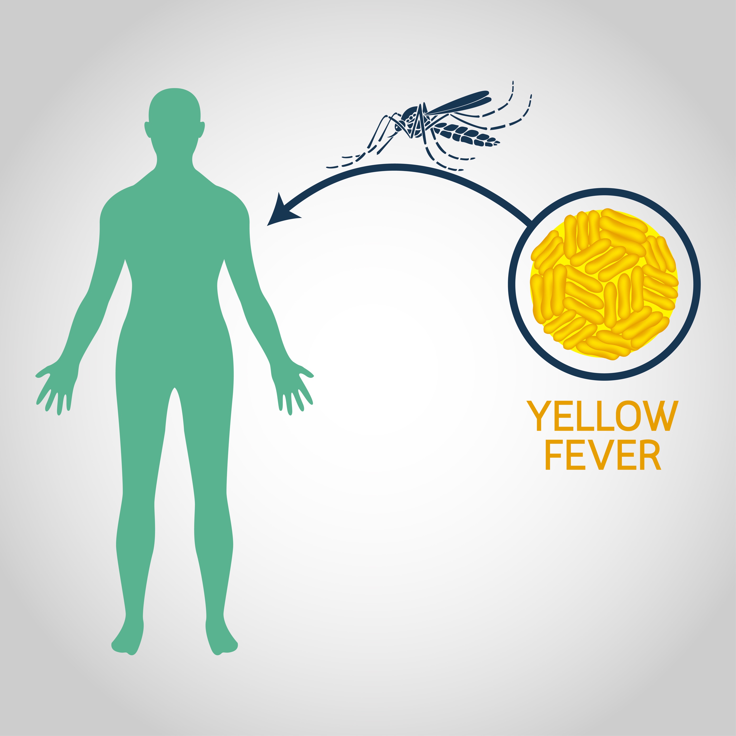 Yellow Fever Market Size, Growth Trends, Share, Regional Outlook Forecast by 2031