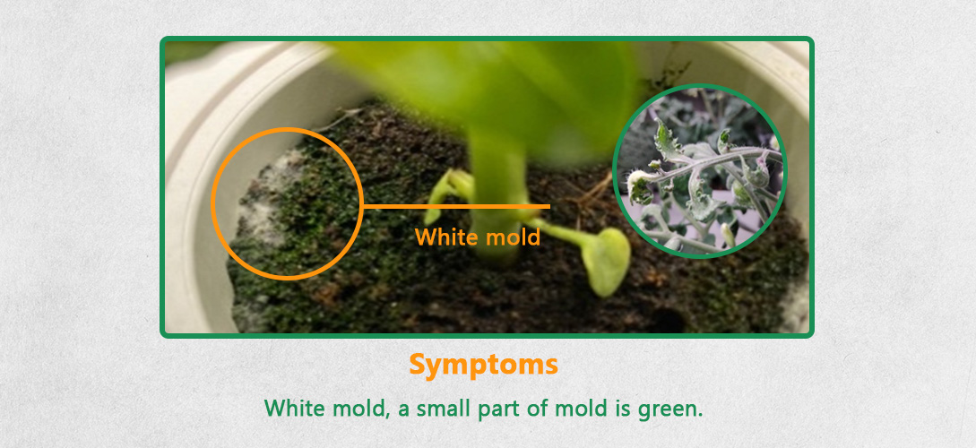 Symptoms white mold